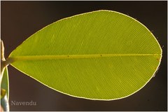 Calophyllum apetalum
